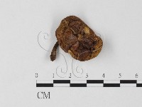 登錄號:F0025790藏品圖，第1張