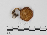 登錄號:F0025791藏品圖，第1張