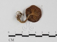 登錄號:F0025791藏品圖，第3張
