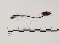 盔孢傘屬藏品圖，第1張