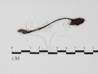 盔孢傘屬藏品圖，第3張