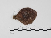 紅菇屬藏品圖，第1張