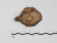 紅菇屬藏品圖，第3張