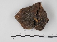 紅菇屬藏品圖，第1張