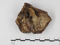 紅菇屬藏品圖，第3張