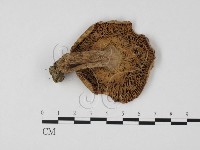 登錄號:F0025795藏品圖，第1張