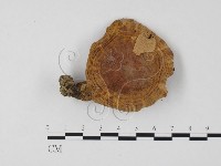 登錄號:F0025795藏品圖，第3張