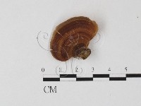 相鄰小孔菌藏品圖，第3張