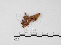 登錄號:F0025798藏品圖，第1張