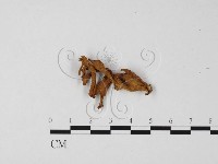 登錄號:F0025798藏品圖，第3張