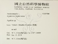 傘菌屬藏品圖，第2張