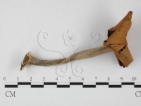 登錄號:F0025800藏品圖，第1張