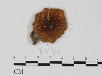登錄號:F0025803藏品圖，第1張