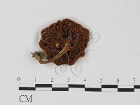 登錄號:F0025803藏品圖，第3張