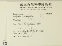 小菇屬藏品圖，第2張