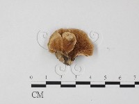 雲芝藏品圖，第1張