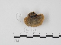 雲芝藏品圖，第3張