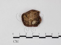 登錄號:F0025808藏品圖，第1張