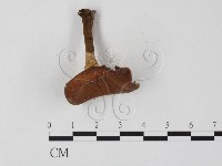 登錄號:F0025808藏品圖，第3張