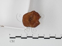登錄號:F0025808藏品圖，第4張