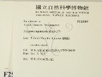 寬鱗多孔菌藏品圖，第2張