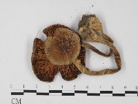 鵝膏屬藏品圖，第3張