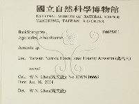 鵝膏屬藏品圖，第2張