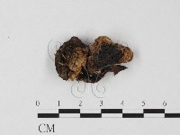 鵝膏屬藏品圖，第3張