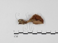 登錄號:F0025814藏品圖，第3張