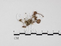 登錄號:F0025816藏品圖，第3張