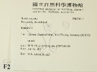 紅菇屬藏品圖，第2張