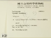 乳菇屬藏品圖，第2張