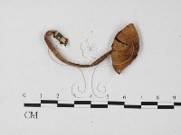 登錄號:F0025819藏品圖，第1張
