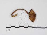 登錄號:F0025819藏品圖，第3張