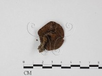 登錄號:F0025820藏品圖，第1張