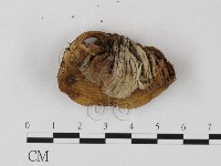 登錄號:F0025821藏品圖，第3張