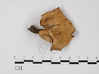 登錄號:F0025823藏品圖，第1張