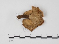 登錄號:F0025823藏品圖，第3張