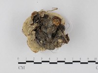 登錄號:F0025824藏品圖，第3張