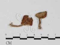登錄號:F0025826藏品圖，第3張