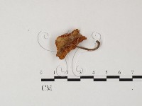 登錄號:F0025827藏品圖，第1張