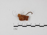登錄號:F0025827藏品圖，第3張