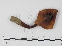 登錄號:F0025828藏品圖，第1張