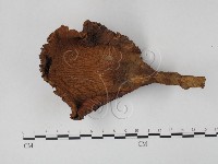 登錄號:F0025830藏品圖，第1張