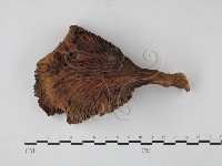 登錄號:F0025830藏品圖，第3張