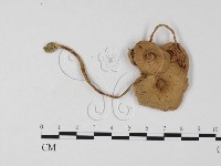 登錄號:F0025831藏品圖，第3張