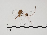 登錄號:F0025832藏品圖，第1張