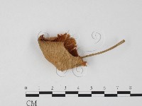 登錄號:F0025833藏品圖，第1張