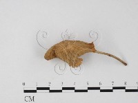 登錄號:F0025833藏品圖，第3張