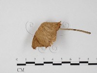 登錄號:F0025833藏品圖，第4張